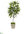 Silk Plants Direct Ficus Artificial Plant - Pack of 1