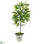 Silk Plants Direct Ficus Artificial Plant - Pack of 1