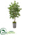 Silk Plants Direct Oak Artificial Tree - Pack of 1