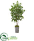 Silk Plants Direct Oak Artificial Tree - Pack of 1