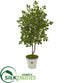 Silk Plants Direct Oak Artificial Tree - Pack of 1