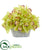 Silk Plants Direct Cymbidium Orchid Artificial Arrangement - Yellow - Pack of 1