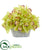 Silk Plants Direct Cymbidium Orchid Artificial Arrangement - Green - Pack of 1