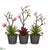 Silk Plants Direct Magnolia and Succulent Artificial Arrangement - Pack of 1