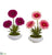 Silk Plants Direct Gerber Daisy and Succulent Artificial Arrangement in White Vase - Beauty - Pack of 2