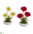 Silk Plants Direct Gerber Daisy and Succulent Artificial Arrangement in White Vase - Red White - Pack of 2