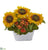 Silk Plants Direct Sunflower and Kalanchoe Artificial Arrangement - Pack of 1