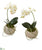 Silk Plants Direct Mini Orchid Phalaenopsis Artificial Arrangement in Stone Vase - Pack of 2