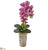 Silk Plants Direct Phalaenopsis Orchid Artificial Arrangement - Purple - Pack of 1