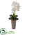Silk Plants Direct Phalaenopsis Orchid Artificial Arrangement - White - Pack of 1