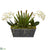 Silk Plants Direct Orchid Phalaenopsis and Succulent Artificial Arrangement - Pack of 1