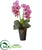 Silk Plants Direct Double Phalaenopsis Orchid Artificial Arrangement - Black Cream Pink - Pack of 1