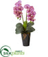 Silk Plants Direct Double Phalaenopsis Orchid Artificial Arrangement - Black Cream Pink - Pack of 1