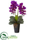 Silk Plants Direct Double Phalaenopsis Orchid Artificial Arrangement - Black Purple - Pack of 1