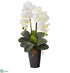 Silk Plants Direct Double Phalaenopsis Orchid Artificial Arrangement - Black White - Pack of 1