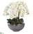 Silk Plants Direct Phalaenopsis Orchid Artificial Arrangement - Pack of 1