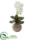 Silk Plants Direct Phalaenopsis Orchid Artificial Arrangement - Pack of 1