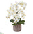 Silk Plants Direct Phalaenopsis Orchid Artificial Arrangement - Pack of 1
