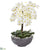Silk Plants Direct Phalaenopsis Orchid Artificial Arrangement - Pack of 1