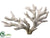 Staghorn Coral - Natural - Pack of 6