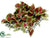 Tradescantia Mat - Fuchsia Green - Pack of 12