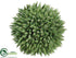 Silk Plants Direct Seed Ball - Green - Pack of 12