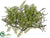 Moss, Fern Pad - Green - Pack of 12