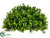 Boxwood Half Ball - Green Two Tone - Pack of 6
