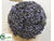 Sedum Orb - Green Lavender - Pack of 24