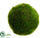 Moss Ball - Green - Pack of 12