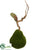 Moss Pear - Green - Pack of 12