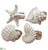 Shell Napkin Ring - Assorted - Pack of 12