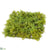 Moss Sheet - Green - Pack of 12