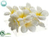 Silk Plants Direct Plumeria Petal - Cream - Pack of 24