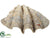 Clam Shell - Natural - Pack of 1
