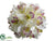 Cymbidium Orchid Ball - Cream Beauty - Pack of 6