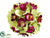 Cymbidium Orchid Ball - Green Beauty - Pack of 6