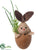 Bunny Shell - Brown - Pack of 12