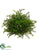 Baby's Tear Fern Ball - Green - Pack of 12
