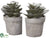Echeveria Bookend - Green Gray - Pack of 2