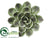 Echeveria Decor - Green Gray - Pack of 6