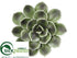 Silk Plants Direct Echeveria Decor - Green Gray - Pack of 6