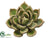 Succulent - Green - Pack of 6