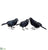Crow - Black - Pack of 8