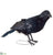 Crow - Black - Pack of 12