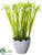 Snowdrop - White - Pack of 6