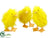 Duck - Yellow - Pack of 4