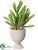 Aeonium Plant - Green - Pack of 12