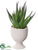 Aloe Plant - Green - Pack of 12