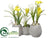 Crocus, Narcissus - White Yellow - Pack of 2